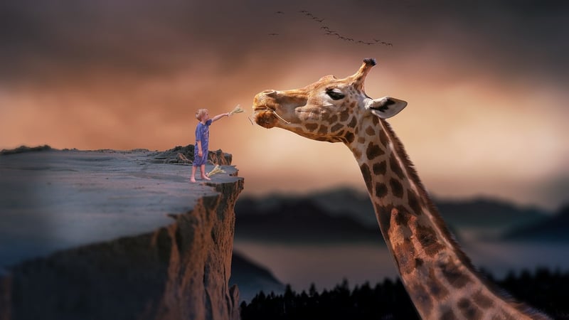 Imaginative Services